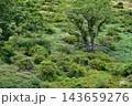 緑豊かな山の斜面に佇む野生のニホンジカ 143659276