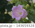 カンパニュラ 143659328