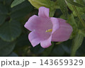 カンパニュラ 143659329