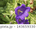 カンパニュラ 143659330