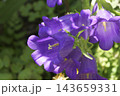 カンパニュラ 143659331