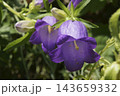 カンパニュラ 143659332