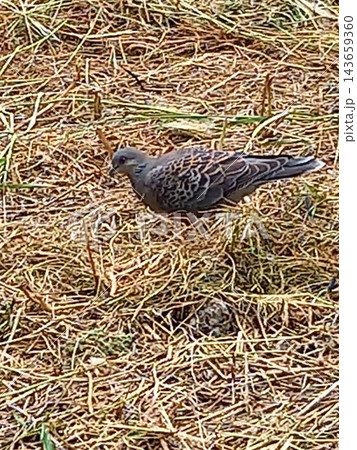 地面に降りた鳩 143659360