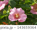 フヨウ 143659364