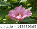 フヨウ 143659365