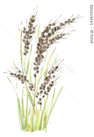 秋の植物、黒い稲穂の古代米の水彩画イラスト 143659388