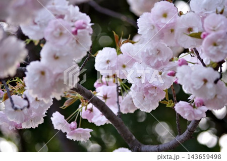 美しい桜 143659498