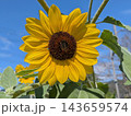 青空を背景に鮮やかな黄色の花を咲かせるヒマワリ 143659574