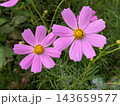 緑の葉を背景に並んで咲くピンクのコスモス 143659577