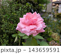 幾重にも重なる淡いピンクの花びらが美しいバラ 143659591