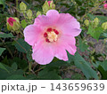 赤い花芯が印象的な淡いピンクのフヨウとつぼみ 143659639