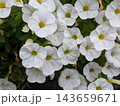 緑の葉に囲まれて咲き誇る純白のカリブラコア 143659671
