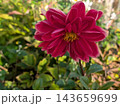 深紅の花びらを幾重にも重ねて咲く華やかなダリア 143659699