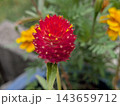 鮮やかな赤色が美しいセンニチコウの花のクローズアップ 143659712