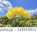 青空に映える鮮やかな黄色いバラの風景 143659811