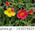 黄色と赤の花が鮮やかに咲く色とりどりのポーチュラカ 143659829