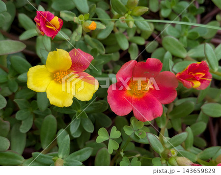 黄色と赤の花が鮮やかに咲く色とりどりのポーチュラカ 143659829
