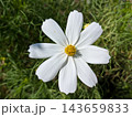 緑の葉を背景に純白の花びらを広げる秋桜 143659833
