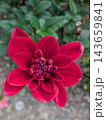鮮やかな深紅の花びらが開き始めたダリア 143659841