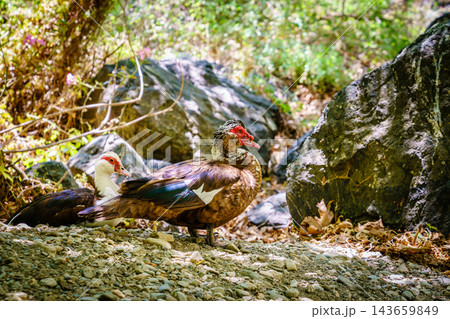 Muscovy ducks walking along rocky ground in Richtis Gorge, Crete, Greece Muscovy ducks walking along rocky ground in Richtis Gorge, Crete, Greece 143659849
