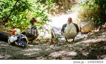 Muscovy ducks resting on forest path in Richtis Gorge, Crete, Greece Muscovy ducks resting on forest path in Richtis Gorge, Crete, Greece 143659850