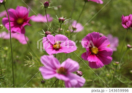 秋の花壇に咲くピンク色のコスモスの花 秋の花壇に咲くピンク色のコスモスの花 143659996