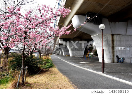茅ヶ崎市 新湘南バイパス高架下の湘南夢わくわく公園と満開河津桜 茅ヶ崎市 新湘南バイパス高架下の湘南夢わくわく公園と満開河津桜 143660110