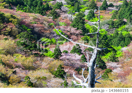 屋久島の春 山桜と新緑 太鼓岩から 屋久島の春 山桜と新緑 太鼓岩から 143660155