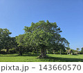 初夏の草原と林 143660570
