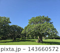 初夏の草原と大きな木 143660572