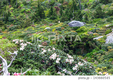 屋久島世界自然遺産の春 投石平の絶景 屋久島世界自然遺産の春 投石平の絶景 143660585