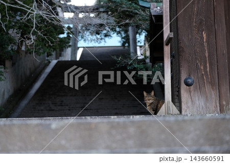 神社へ続く石段の山門からこちらをうかがう猫 神社へ続く石段の山門からこちらをうかがう猫 143660591
