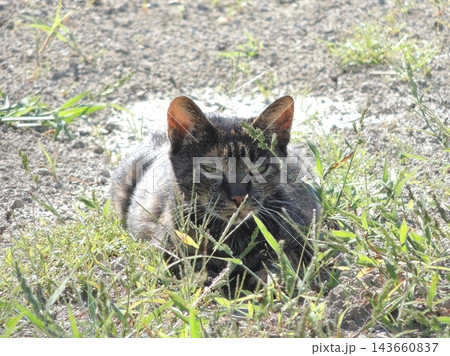 日差しが眩しい草むらの野良猫 143660837