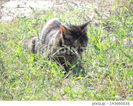 日差しが眩しい草むらの野良猫 143660838