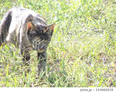 日差しが眩しい草むらの野良猫 143660839