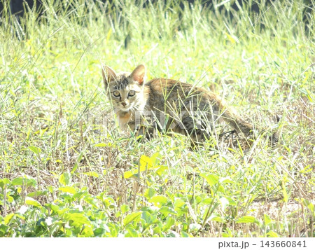 草むらの中からこちらをじっと見つめる可愛らしいキジトラの子猫 143660841