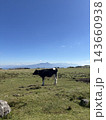 綺麗な山を背景に青空の下で放牧された牛 143660938
