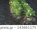 農家の家庭菜園　白菜畑 143661175