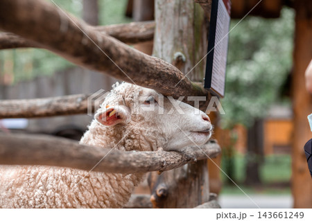 Sheep leans against a wooden fence at a petting zoo, with blurred trees and greenery visible in the background enhancing the natural environment 143661249