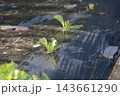 植えて5日目のレタス 143661290