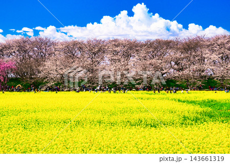 権現堂堤の桜並木と菜の花畑の絶景 権現堂堤の桜並木と菜の花畑の絶景 143661319