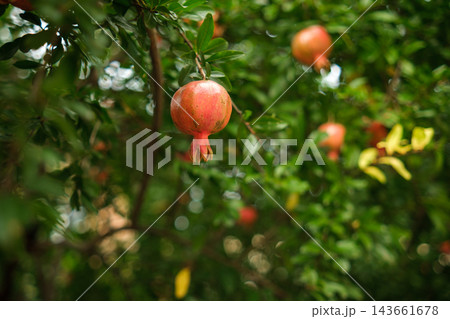 A ripe pomegranate hangs prominently from a branch, surrounded by glossy green leaves and softly blurred red fruits in a dense orchard A ripe pomegranate hangs prominently from a branch, surrounded by glossy green leaves and softly blurred red fruits in a dense orchard 143661678