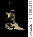 Dark overlapping leaves and slender branches create a natural frame around a softly illuminated pale background with strong silhouette contrast 143661896