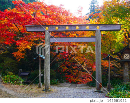 日向大神宮の鳥居と紅葉 143661931