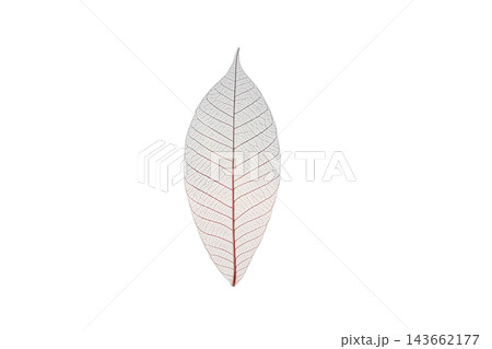 Skeleton leaf reveals intricate patterns, isolated, PNG Skeleton leaf reveals intricate patterns, isolated, PNG 143662177