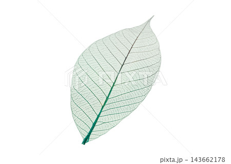 Skeleton leaf reveals natures intricate patterns, isolated, PNG Skeleton leaf reveals natures intricate patterns, isolated, PNG 143662178