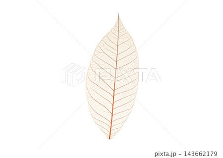 A skeleton leaf reveals vein structures, isolated, PNG A skeleton leaf reveals vein structures, isolated, PNG 143662179