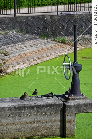 都市近郊の河川や用水路で見られる野鳥たちのほっこりする一コマ 都市近郊の河川や用水路で見られる野鳥たちのほっこりする一コマ 143662321