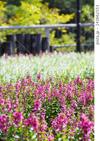 公園の花壇に咲くピンクと白の花、爽やかな秋晴れ・木漏れ日の風景 公園の花壇に咲くピンクと白の花、爽やかな秋晴れ・木漏れ日の風景 143662553