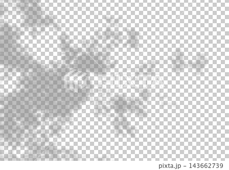 Natural light casts shadows from willow branches on a white background. Mockup Natural light casts shadows from willow branches on a white background. Mockup 143662739